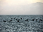 flock of Brown Pelicans